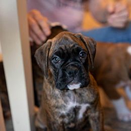 Plain Brindle Girl - Brindle Boxer puppy in Caledonia, Ohio from Cedar Boxers and French bulldogs