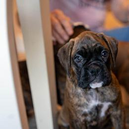 Plain Brindle Girl - Brindle Boxer puppy in Caledonia, Ohio from Cedar Boxers and French bulldogs