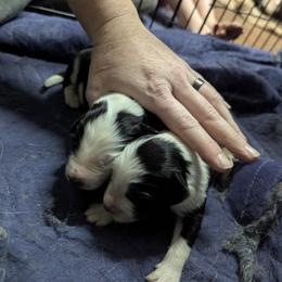 Australian Shepherd and Great Dane Puppies from AEW Farm