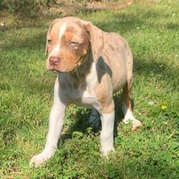 Female 1 - Red merle female Catahoula Leopard Dog puppy in Gadsden, Alabama from Rich Cat’s