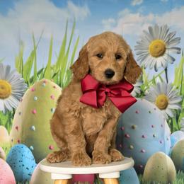 Wimberly's Maroon Boy - Apricot male Goldendoodle puppy in Kountze, Texas from Texas Doodles LLC