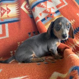 Poppy - Gray (blue) and tan female Dachshund puppy in Okeechobee, Florida from HotShot Kennels