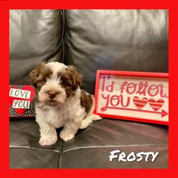 Havanese Puppies from Havareese Havanese
