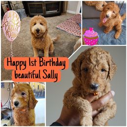Goldendoodle All Grown Up from SW Doodles of CA