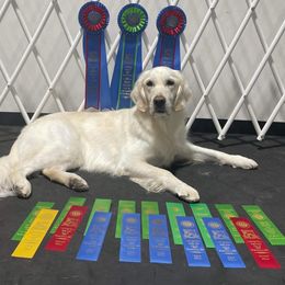 Golden Retriever Puppies from Firefly’s Retrievers