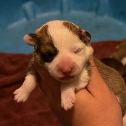 Girl 3 - Red female Pembroke Welsh Corgi puppy in Helmville, Montana from Calie’s Corgis