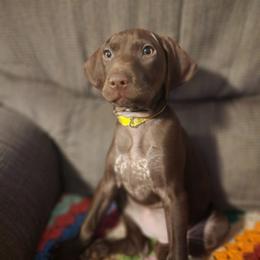 Girl 5 - Liver female German Shorthaired Pointer puppy in Turner, Maine from Dow Family