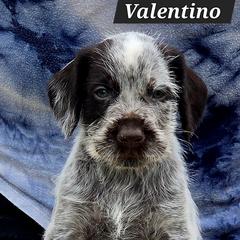 Boy 1 - Liver and white male German Wirehaired Pointer puppy in Wellston, Ohio from Blue Line GWPs
