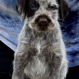 Boy 1 - Liver and white male German Wirehaired Pointer puppy in Wellston, Ohio from Blue Line GWPs