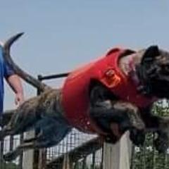 Lilith - Perro de Presa Canario