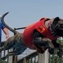 Lilith - Perro de Presa Canario