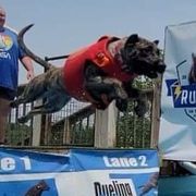 Lilith - Perro de Presa Canario