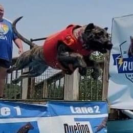 Lilith - Perro de Presa Canario