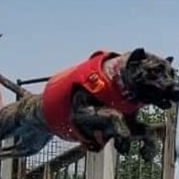 Lilith - Perro de Presa Canario