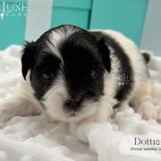 Dottie - Black and white female Shorkie puppy in Scottsdale, Arizona from Lil Luxe Pups