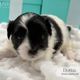 Dottie - Black and white female Shorkie puppy in Scottsdale, Arizona from Lil Luxe Pups