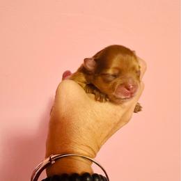 Penny - Orange female Pomeranian puppy in Uniontown, Pennsylvania from Oh So Sassy Poms
