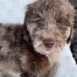 SIERRA - Merle female Goldendoodle puppy in Maricopa, Arizona from AZ Designer Goldendoodles