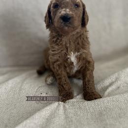 Tide - Apricot male Goldendoodle puppy in Inez, Texas from Heavenly H Doodles