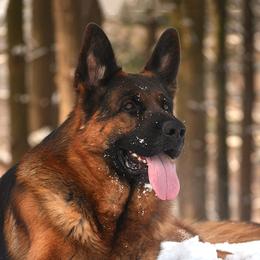 Finn - German Shepherd