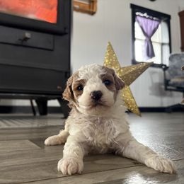 Luna - Blenheim female Cavapoo puppy in Osseo, Michigan from Smiths Fluffy butts