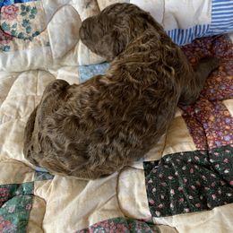 Girl 1 - Goldendoodle puppy in Oklahoma from Dandelion Doodles of Oklahoma