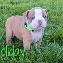 "5 Weeks 04/10" Olde English Bulldogge Puppies from Bachman Olde English Bulldogge LLC