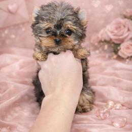 Pip - Black and tan female Yorkshire Terrier puppy in Daleville, Indiana from Monarch Yorkshire Terriers