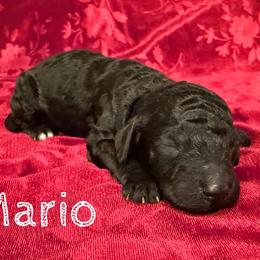 Mario - Black male Poodle puppy in Port Orange, Florida from Daytona’s Standard Poodles