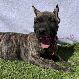 Perro de Presa Canario Puppies from Mesquite Creek Kennels