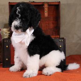 John - Black and white male Bernedoodle puppy in Peyton, Colorado from Peyton Doodles