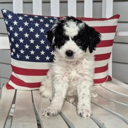 DOMINO - Parti male Labradoodle puppy in Sussex, Wisconsin from Dancing Doodles