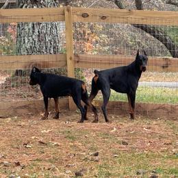 Doberman Pinscher puppies from Bhon Mhuir Dobermanns