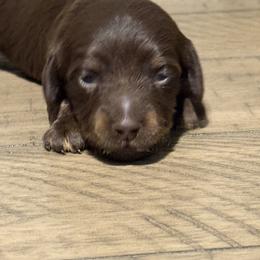 Dachshund Puppies from Monroe’s Hillcrest Dachshunds