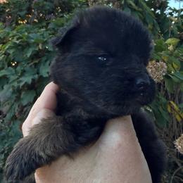Female companion - Black and red female German Shepherd puppy in Winchester, Kentucky from Drache Feld