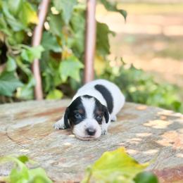 Stich - Piebald male Dachshund puppy in Salters, South Carolina from Long-Pine Dachshund