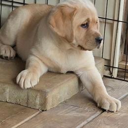 Goldie - Yellow female Labrador Retriever puppy in Maynardville, Tennessee from Three Bears Labradors