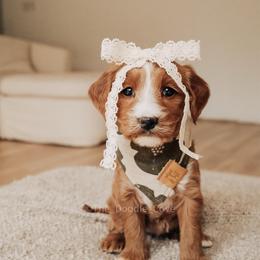 Jade - Red  female Goldendoodle puppy in Syracuse, Indiana from The Doodle Cove