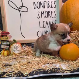 Pembroke Welsh Corgi Puppies from Rose Water Corgis