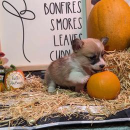 Pembroke Welsh Corgi Puppies from Rose Water Corgis