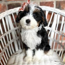 Marmee - Tri-color female Bernedoodle puppy in Snohomish, Washington from Refined Doodles