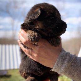Aryn - Black and red male German Shepherd puppy in Lexington, Virginia from Stahlhaus ( Previously Buffelbach Farmstead Shepherds)