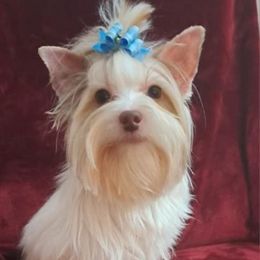 Koko - Yorkshire Terrier