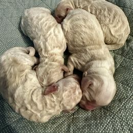 Cream - White female Bernedoodle puppy in Holt, Missouri from Mindys Doodles