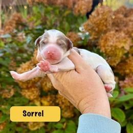 Sorrel - Chocolate merle female Bernedoodle puppy in Midland, Michigan from Northern Charm Farm