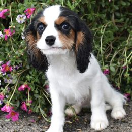 Franklin - Tri-color male Cavalier King Charles Spaniel puppy in Lula, Georgia from Cavaliers by Crumley