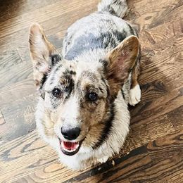 Cardigan Welsh Corgis from Ataraxis Cardigan Welsh Corgis