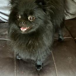 Clover - Pomeranian