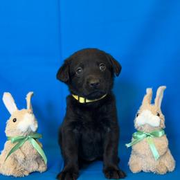 Ms. Yellow - Black female Labrador Retriever puppy in Overton, Nevada from Sinfully Sweet Kennel