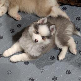 Tessa Blue Female- Blue Eyes - Blue female Pomsky puppy in Hurleyville, New York from My Crazy Pomskys